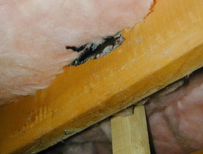 C:\Users\Owner\Desktop\Connie's Documents\Publicity\Rodent urine stain with visible mold growth.JPG