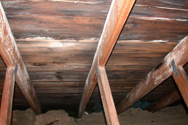 \\JEFF-PC\Users\jeff\Documents\Attic\attic Penicillium Koeller 4900.JPG