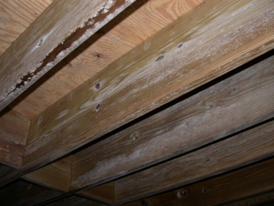 \\JEFF-PC\Users\jeff\Documents\Crawl space ham J Davis+\Mold on PT c-s joist, 2 yrs old 3078.JPG