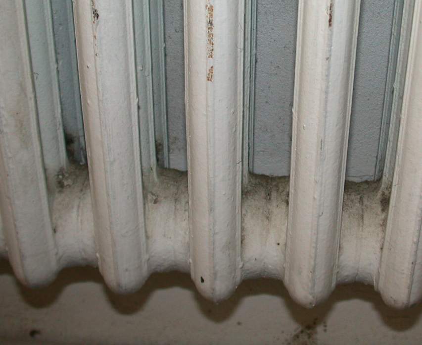 \\JEFF-PC\Users\jeff\Documents\Radiator\1251 Dust with spores in radiator.JPG