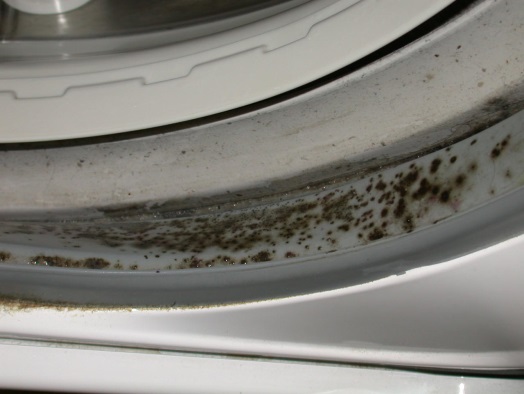 \\JEFF-PC\Users\jeff\Documents\Washer\Washer mildew Glen 1463.JPG