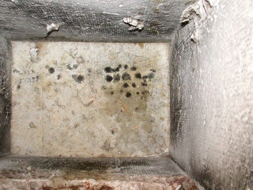 C:\Users\jeff\Desktop\Newsletters\Pandemic article\mold from humid leak Galls 4396.JPG