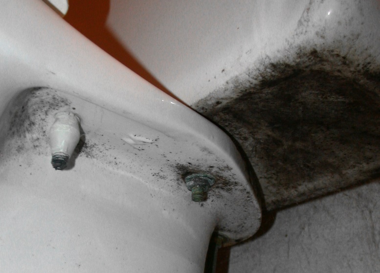 E:\Documents\Toilet\9778 mold on toilet bowl+tank.JPG