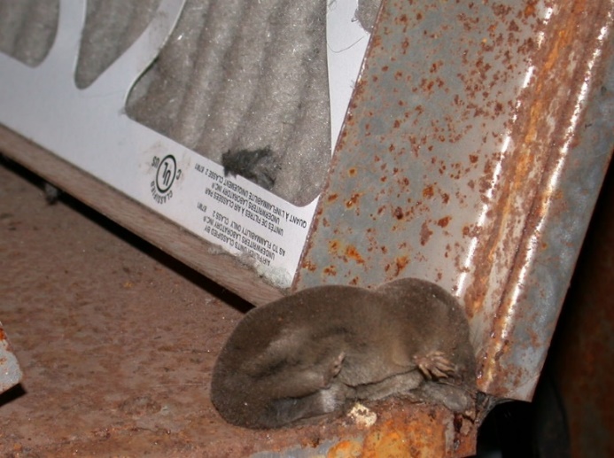 E:\Documents\Shrew droppings\shrew in Furnace 4373.JPG