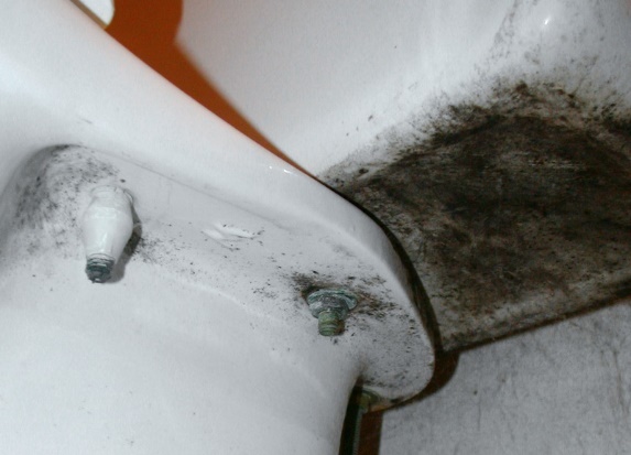 C:\Users\Owner\Desktop\Macro Micro Client NL spring 2022\9778 mold on toilet bowl+tank.JPG