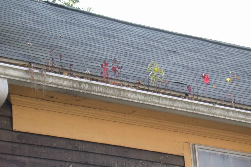 A gutter garden