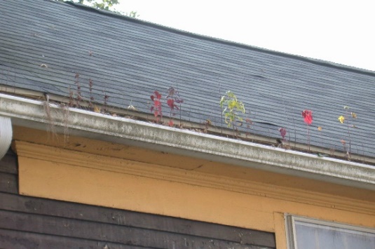 C:\Users\Owner\Desktop\Penny Wise Pound Foolish\Gutter in fall 0536.JPG