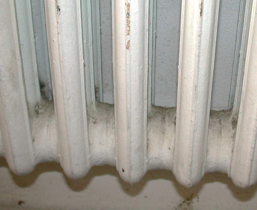 E:\Documents\Radiator\1251 Dust with spores in radiator.JPG