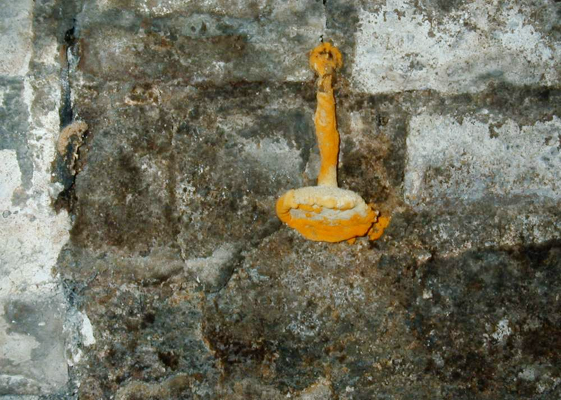 C:\Users\Owner\Desktop\Photos for spring IAQ IQ 2025\Mushroom on foundation.png
