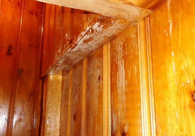 F:\Documents\Mold photos misc\P1120296 Aspergillus on wall [sampled] Margolin.JPG